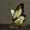 Tiffany lampje Vlinder